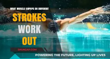 Swimming Strokes: Targeted Muscle Groups for Each Technique Explained
