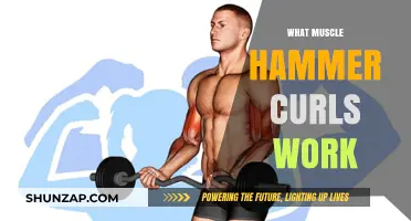 Hammer Curls: Targeted Muscles and Benefits for Stronger Arms