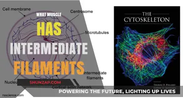 Intermediate Filaments: The Muscle's Internal Structure