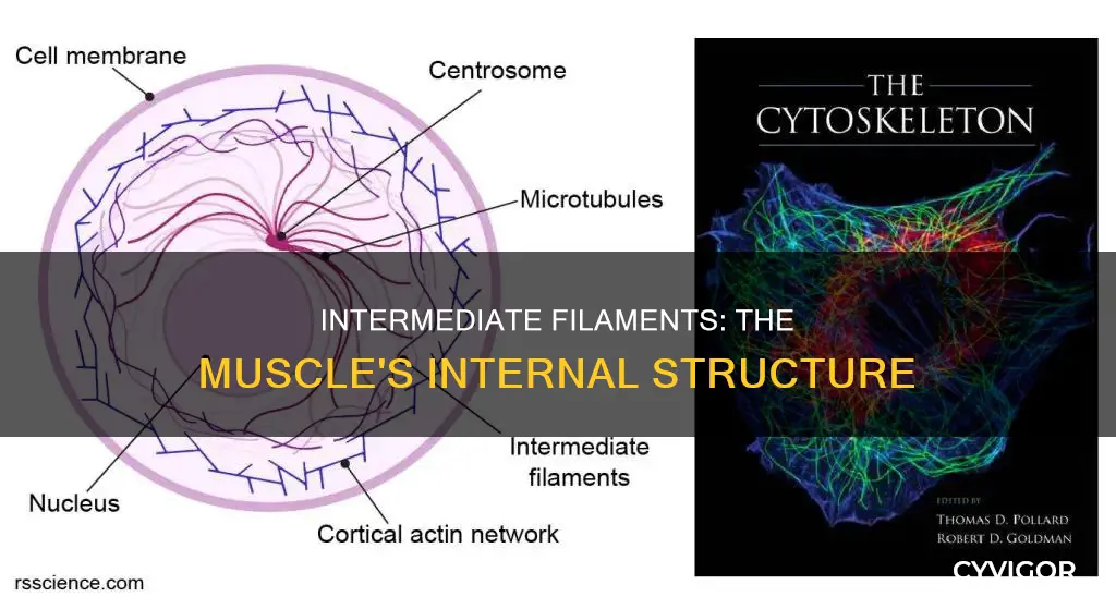 what muscle has intermediate filaments