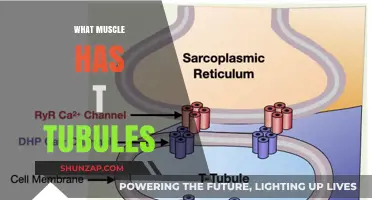 The T-Tubules' Role in Muscle Contraction
