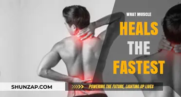 Fastest Healing Muscles: Which Ones Recover the Quickest?