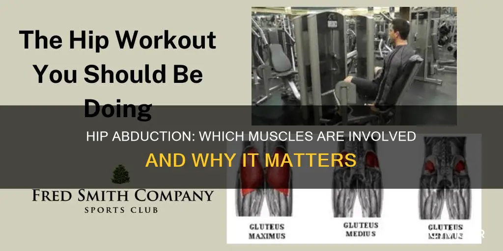 what muscle hip abduction