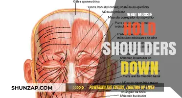 Shoulder Stability: Muscles That Keep Shoulders Down