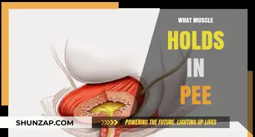The Unsung Hero: Bladder Muscles and Pee Control