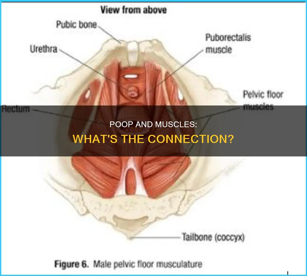 what muscle holds in poop