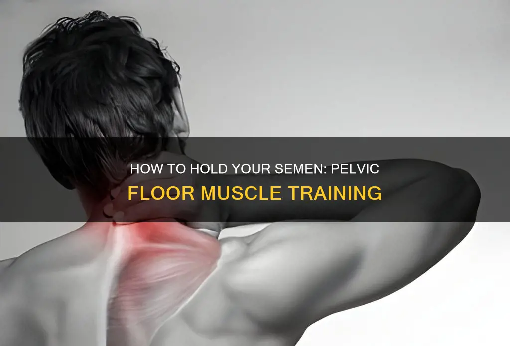 what muscle holds seiman