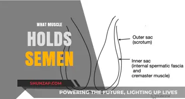 The Secret Muscle Behind Semen Retention