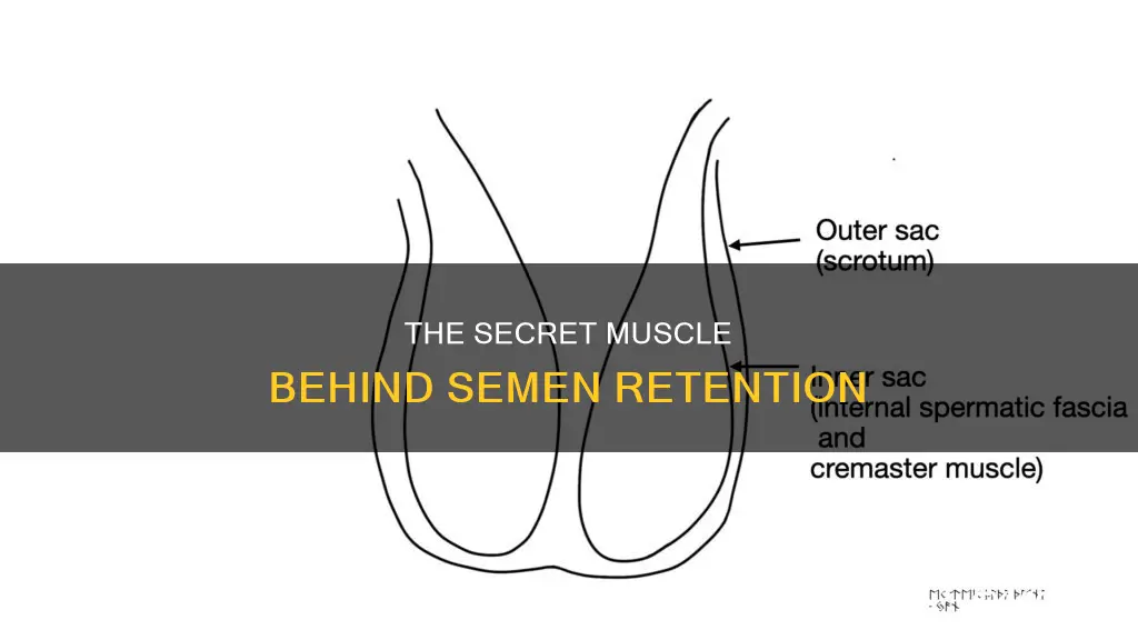 what muscle holds semen