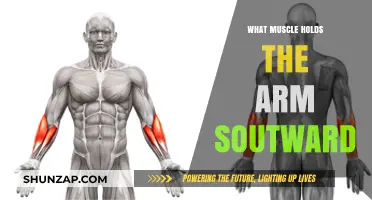 Understanding the Muscles Responsible for Holding Your Arm Soutward