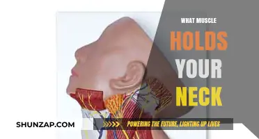 Neck Muscles: Understanding the Complex Network