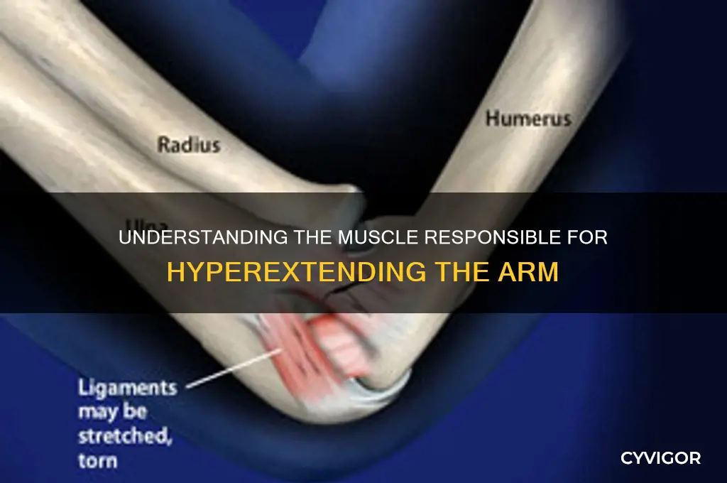 what muscle hyperextends the arm