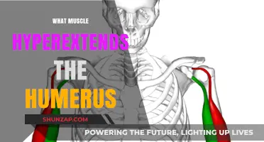 How Muscles Control the Humerus Hyperextension