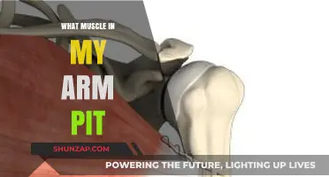 Uncovering the Hidden Muscle in Your Armpit: Anatomy Explained