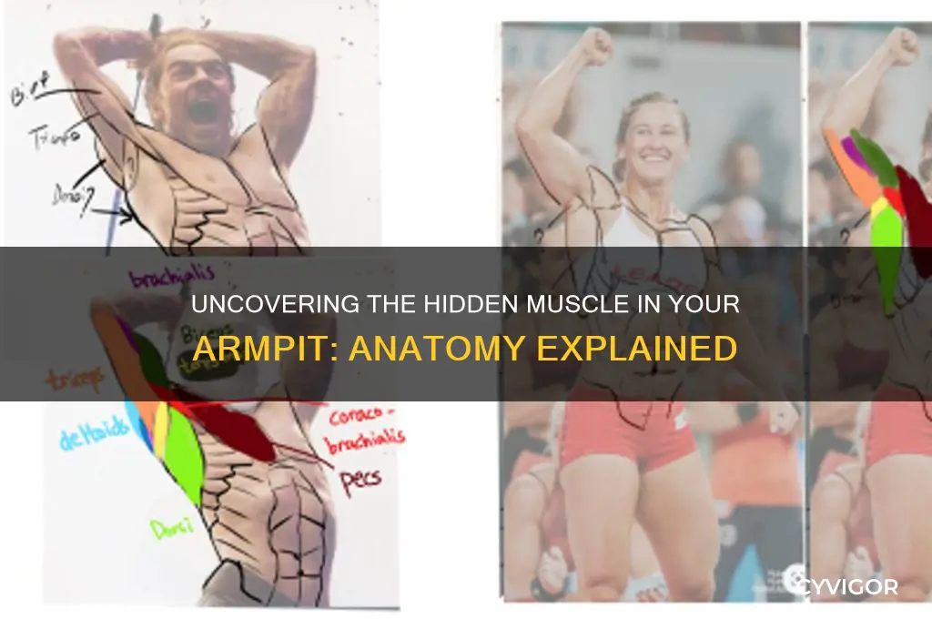 what muscle in my arm pit
