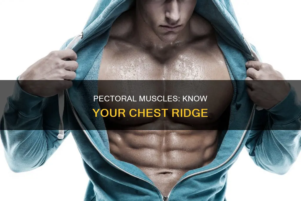 Pectoral Muscles: Know Your Chest Ridge | CyVigor