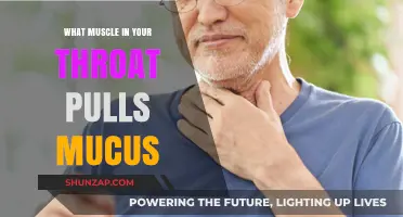How the Throat's Muscles Move Mucus: A Surprising Mechanism