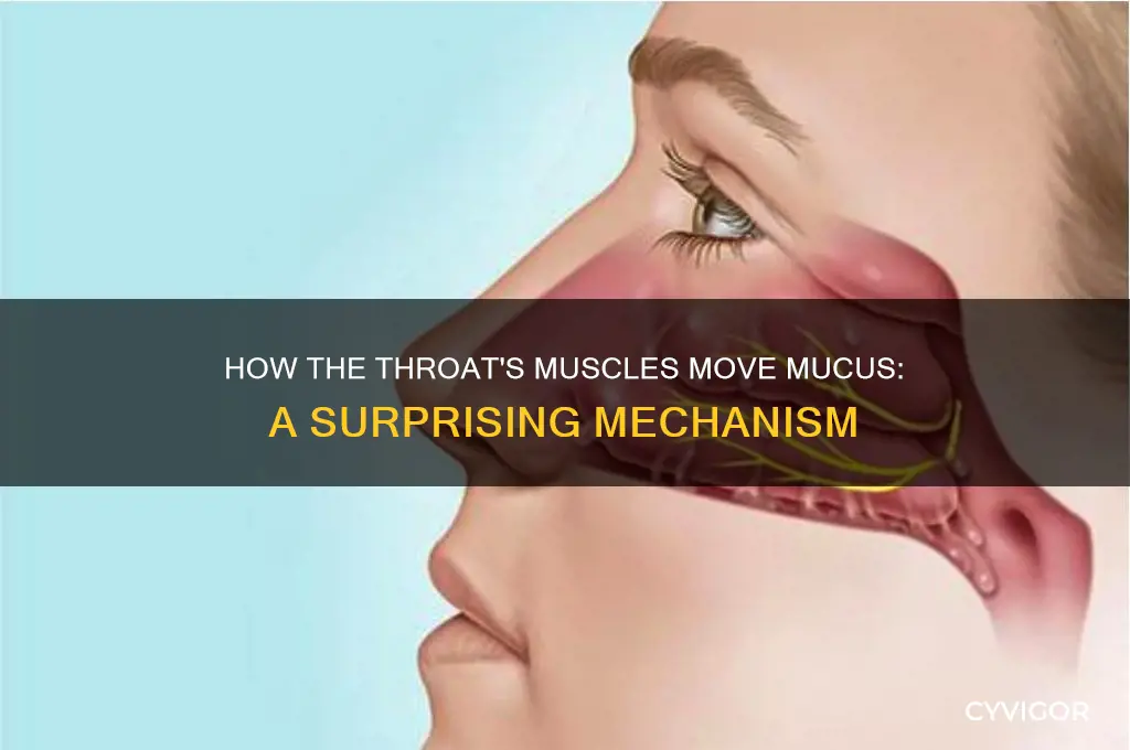 what muscle in your throat pulls mucus