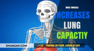 Breathing and Muscles: Increasing Lung Capacity