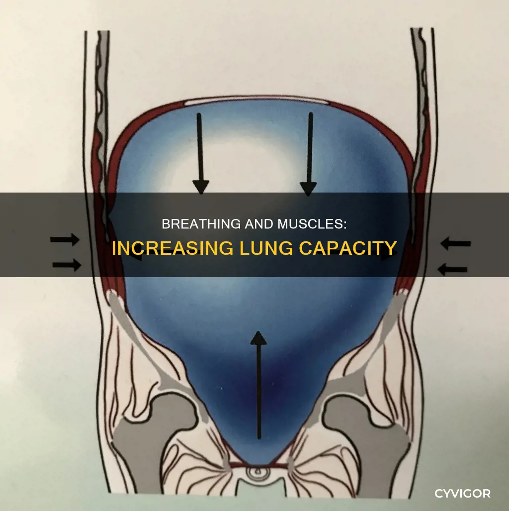 what muscle increases lung capactiy
