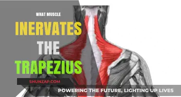 Trapezius Muscle: The Spinal Accessory Nerve's Role
