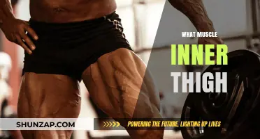 Inner Thigh Muscles: What You Need to Know