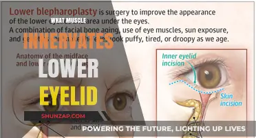 Eyelid Muscles and Their Nerve Connections