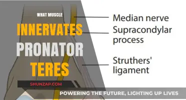Pronator Teres: The Muscle and Its Nerve Supply