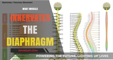 Diaphragm and Its Muscles: Understanding Innervation