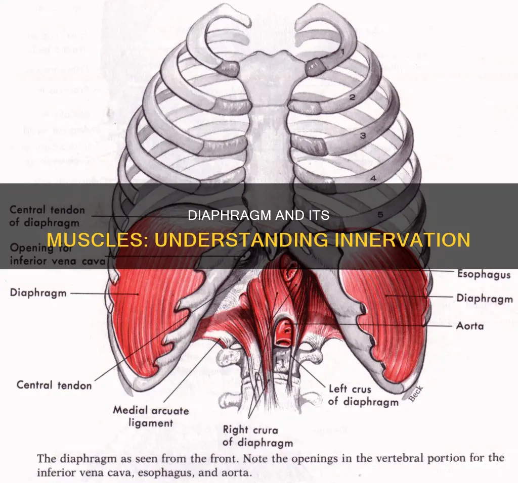 what muscle innervates the diaphragm