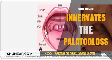 The Palatoglossus Muscle: Innervation and Function