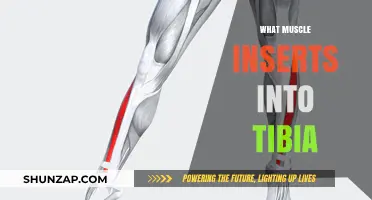 Exploring the Muscles Inserting into the Tibia