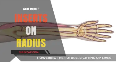 The Radius' Muscular Insertion: Understanding Forearm Function