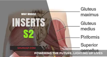 The Mystery of Muscle Insertion at S2