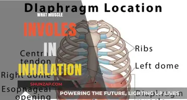 Diaphragm and External Intercostals: Inhalation Muscles