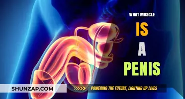 The Penis: What Muscles Make It Work?