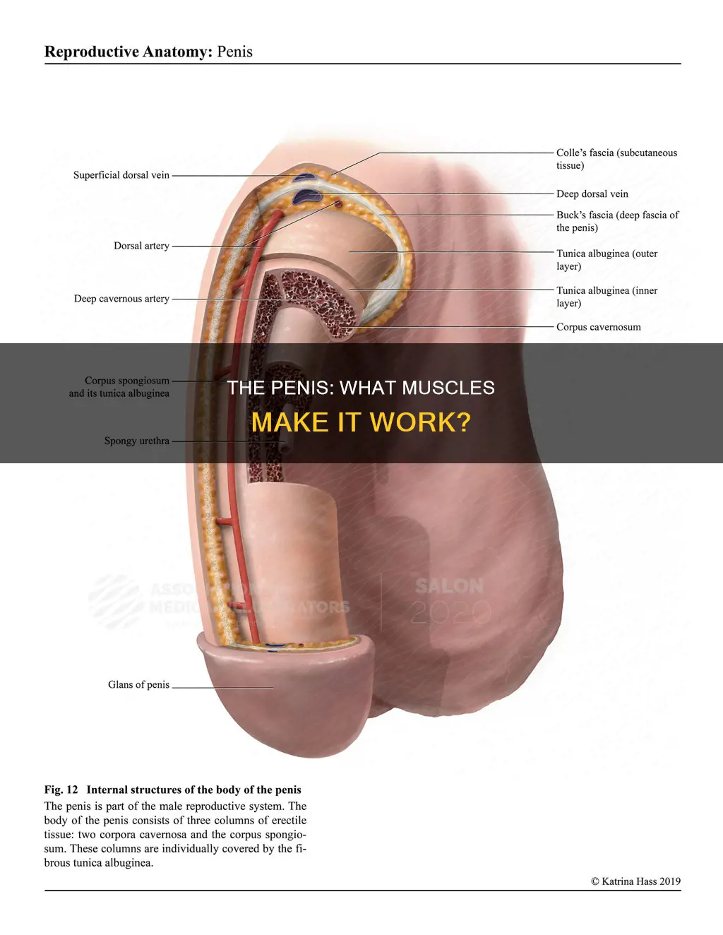 what muscle is a penis