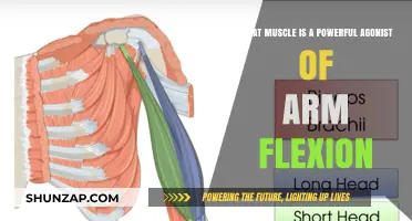 Biceps Brachii: The Key Agonist for Powerful Arm Flexion