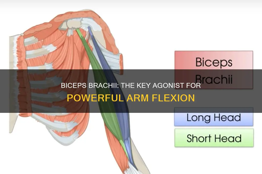 what muscle is a powerful agonist of arm flexion