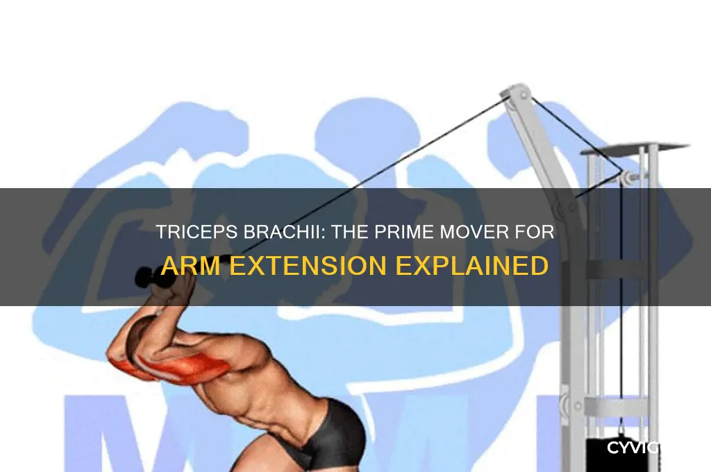 what muscle is a prime mover for arm extension