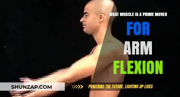 Prime Mover for Arm Flexion: Unveiling the Key Muscle