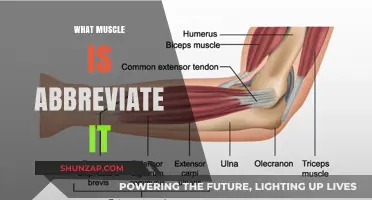 Unraveling the Mystery of Muscle Abbreviations