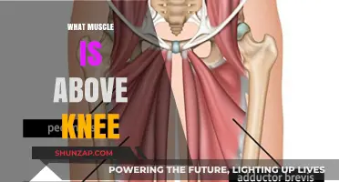 Understanding the Quadriceps: Muscles Above the Knee