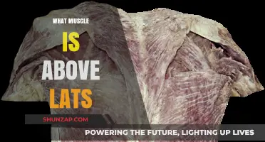 Unlocking the Muscles Above the Lats