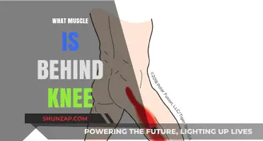Unlocking the Mystery of the Knee's Hidden Muscle