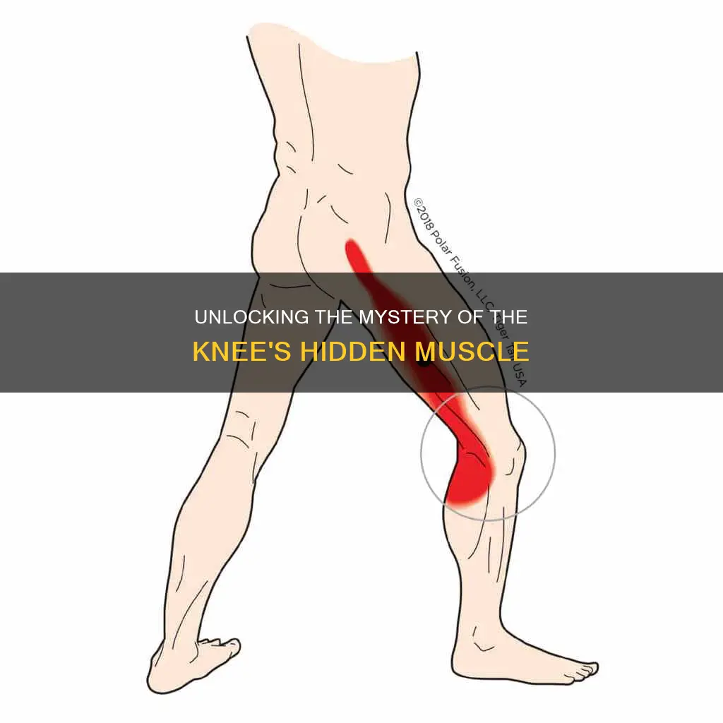 what muscle is behind knee