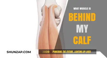 Unveiling the Hidden Strength: The Muscle Behind Your Calf