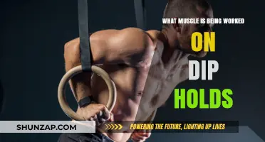 Mastering Dip Holds: Targeted Muscles and Strength-Building Benefits