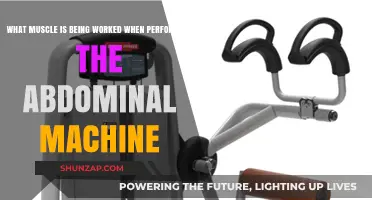 Abdominal Machine Workout: Targeted Muscles and Effective Techniques Explained