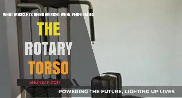 Rotary Torso Exercise: Targeting Core Muscles for Strength and Stability
